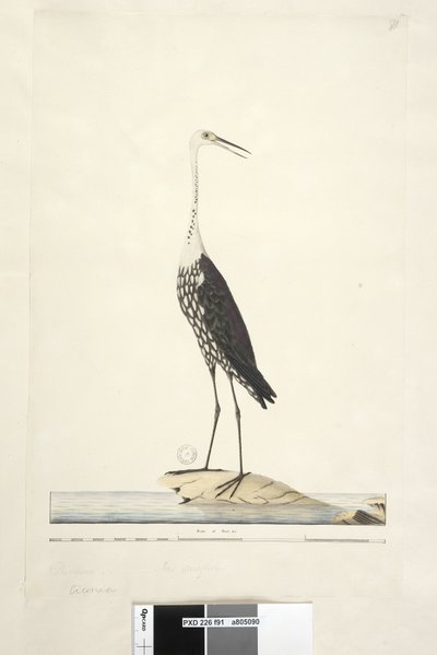 Strona 91. Ciconia. powyższy tytuł w innej ręce Grudzień, tęczówka wątpliwa Biała, Czapla szyjkowa Ardea pacifica Notophoyx pacifica, 1791-92 autorstwa Unknown artist