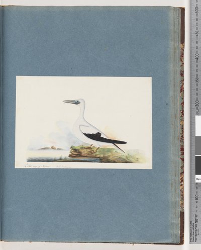 Strona 91. Niezidentyfikowany ptak. Pel. Borssanus autorstwa Unknown artist
