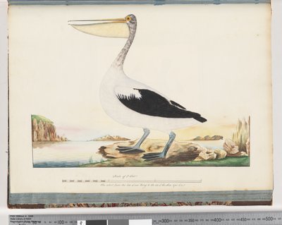 Strona 92. Pelikan australijski autorstwa Unknown artist