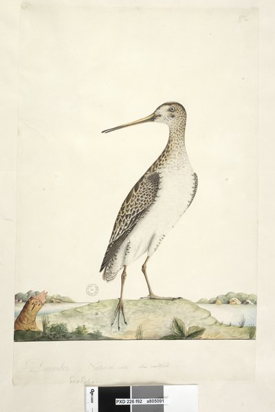 Strona 92. Scolopax. powyższy tytuł w innym rozdaniu Grudzień. Naturalna wielkość, tęczówka wątpliwa Japanese Snipe Gallinago hardwickii, 1791-92 autorstwa Unknown artist