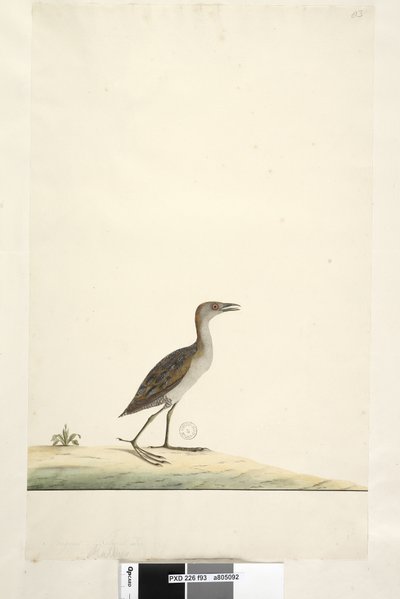 Strona 93. Rallus. powyższy tytuł w innym rozdaniu sierpień. Naturalnej wielkości derkacz Porzana pusilla, 1791-92 autorstwa Unknown artist