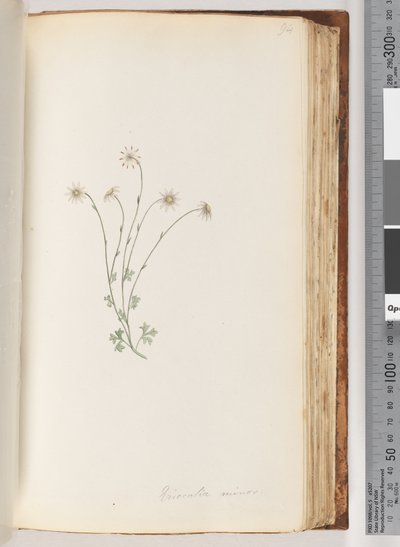 Strona 94. Eriocalia minor autorstwa Unknown artist