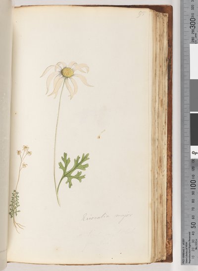 Strona 95. Eriocalia major autorstwa Unknown artist
