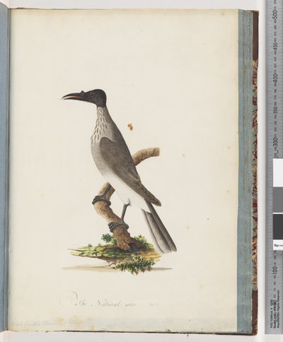 Strona 95. Hałaśliwy Friarbird. Pokrętło z frontem Honeyeater autorstwa Unknown artist
