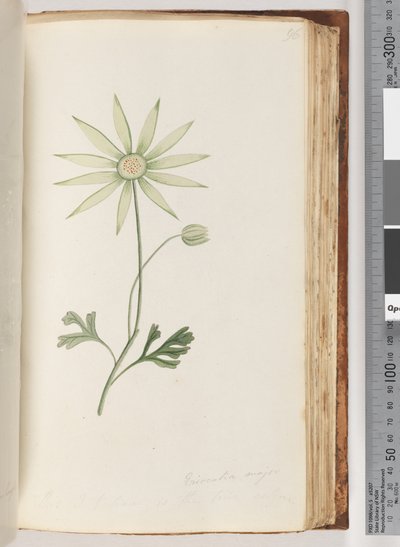 Strona 96. Eriocalia major. Uważam, że to prawdziwy kolor autorstwa Unknown artist