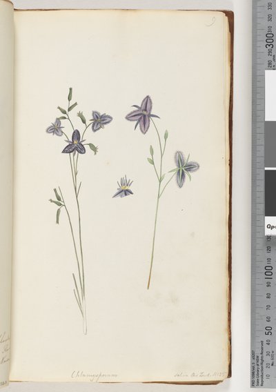Strona 9. Chlamysporum Sal. w Par Lond. nr 35 autorstwa Unknown artist