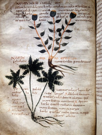 Strona rękopisu Apuleusza (Lucjusza Apulejusza) (ok. 125-ok. 180), "O sile ziół", VIII lub IX wiek. Lucca, Biblioteka Rządowa. autorstwa Unknown artist