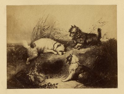 [Obraz psów autorstwa Charlesa Tomkinsa]. autorstwa Unknown artist