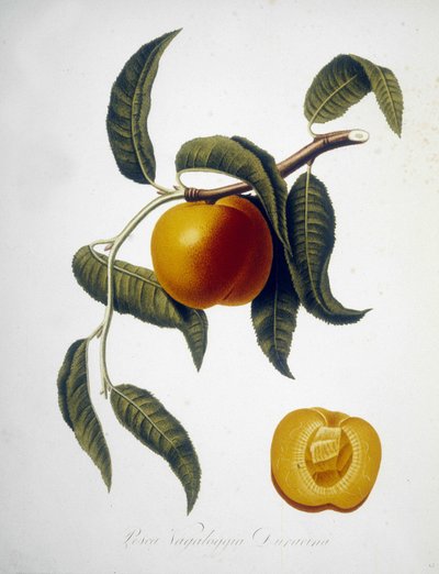 Pesca Vagaloggia Duracina (branża rybacka i wędkarska). Zielnik z XIX wieku. autorstwa Unknown artist