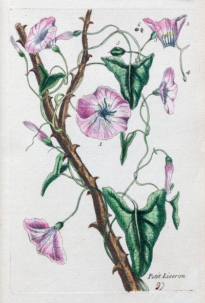 Petiti Liseron autorstwa Unknown artist