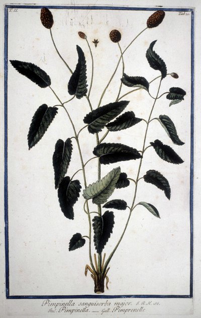 Pimprenelle: Pimpinella Sanguisorba major. autorstwa Unknown artist
