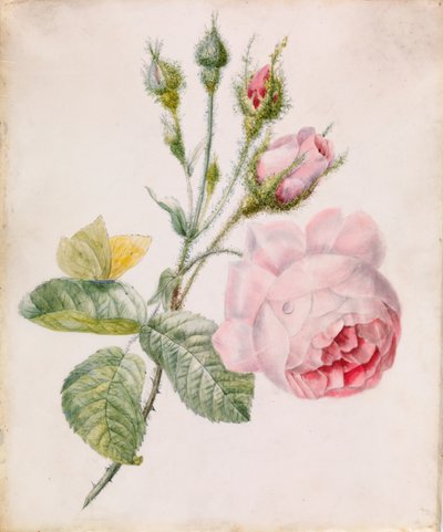 Różowa Róża i Żółty Motyl autorstwa Unknown artist