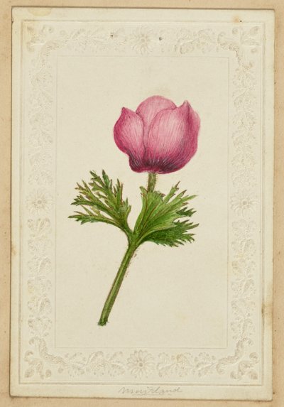 [Kartka z różowym kwiatkiem] autorstwa Unknown artist