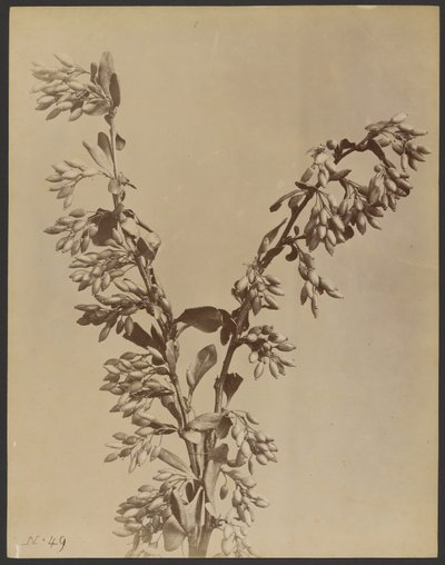 [Roślina z gronami strąków] autorstwa Unknown artist