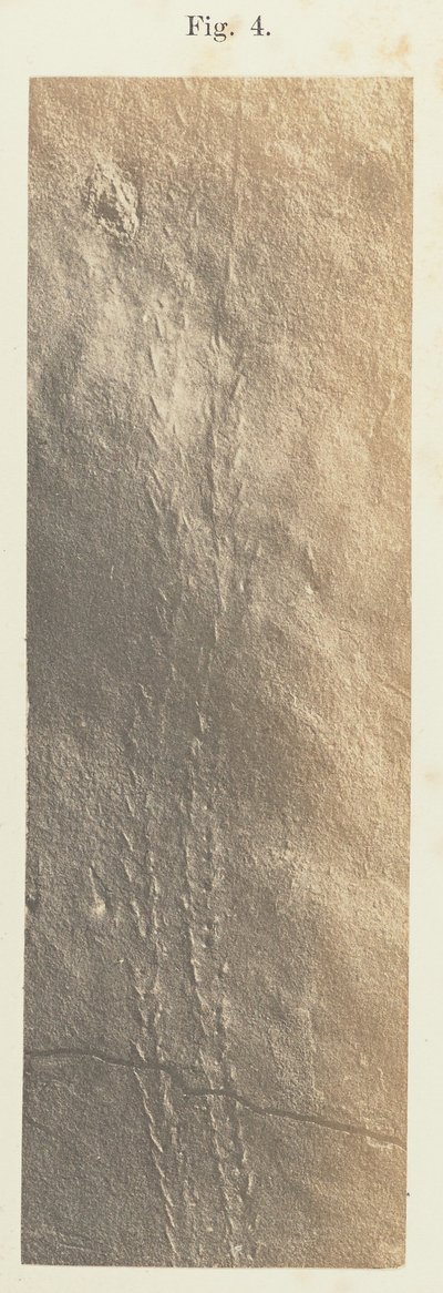 Płyta 41. Rysunek 4 autorstwa Unknown artist