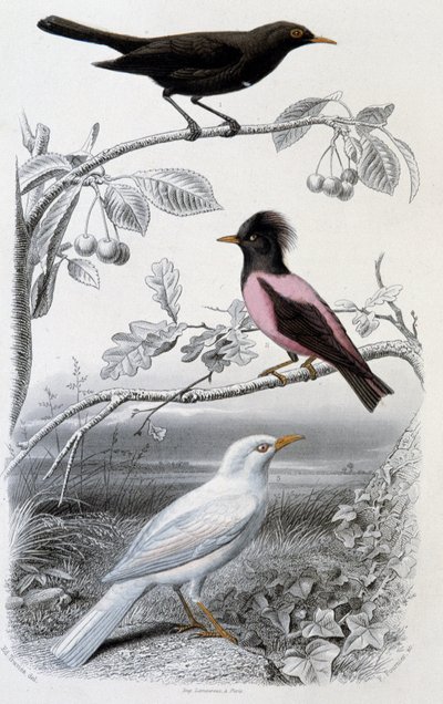 Tabliczka historii naturalnej: Kos, kos biały i kos różowy - w „”Oeuvres de Buffon””, wyd. Furne Jouvet & cie, Paryż autorstwa Unknown artist