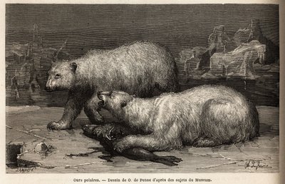 Niedźwiedzie polarne na paku lodowym, pokonując fokę, którą właśnie złapali. Grawerunek ilustrujący podróż na wolne morze bieguna arktycznego autorstwa doktora Hayesa, chirurga Marynarki Wojennej Stanów Zjednoczonych, w latach 1860-1862, opublikowany w „Le autorstwa Unknown artist