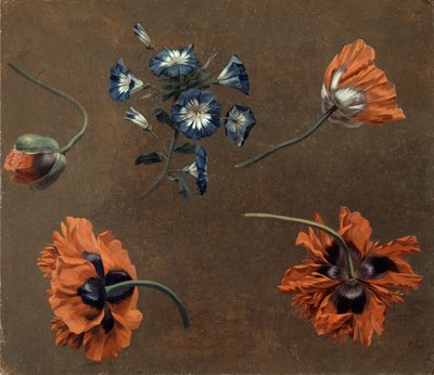 Maki i Tradascanthus autorstwa Unknown artist