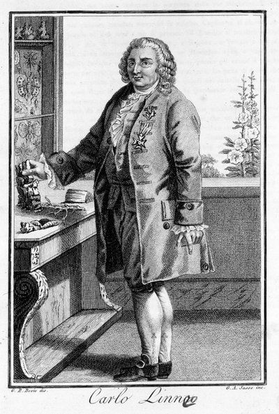 Portret Carla Von Linné szwedzkiego przyrodnika i pisarza (1707 - 1778). Św. rycina z XIX wieku. autorstwa Unknown artist
