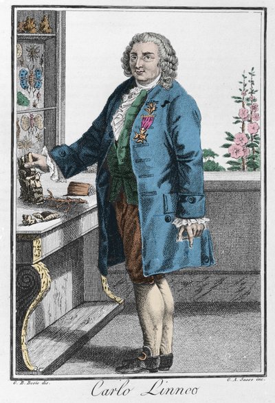 Portret Karola Linne (Carl von Linne, Linneus autorstwa Unknown artist