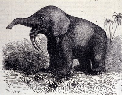 Prehistoria: przedstawienie Dinotherium, typ pachyderm. autorstwa Unknown artist
