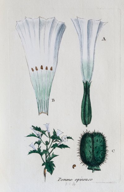 Opuncja figowa (datura, jimsonweed) autorstwa Unknown artist