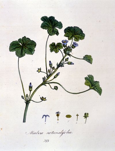 Fioletowy: zioło, którego napar ma działanie uspokajające. autorstwa Unknown artist