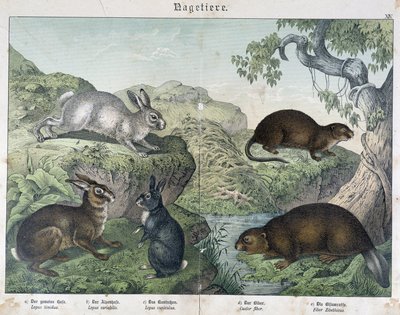 Królik, bóbr - w „Historii naturalnej ssaków”, wyd. Schreiber autorstwa Unknown artist