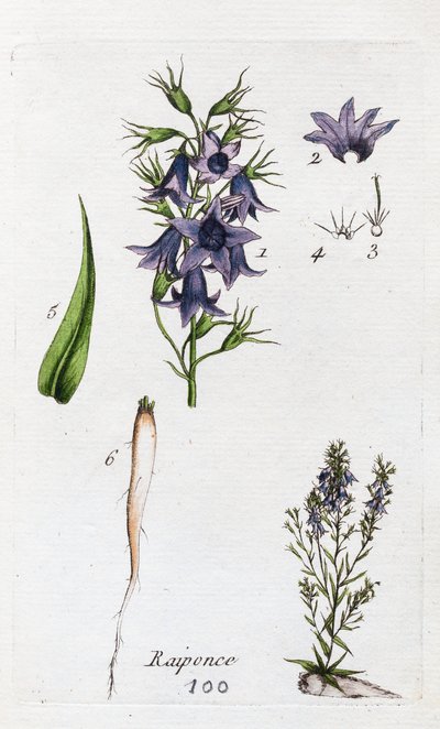 Roszpunka autorstwa Unknown artist