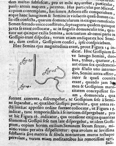 Reprezentacja nasion drzewa owocowego Opis dokonany przez holenderskiego kupca i naukowca Antoine van Leeuwenhoek (lub Leeuvenhoek Leeuwenhoeck) (lub Antoni lub Anthonie) (1632-1723). Grawer z „Investigatio Arcanorum” 1722 autorstwa Unknown artist
