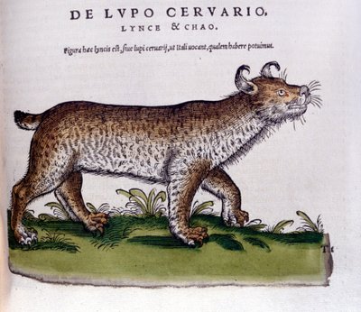 Przedstawienie rysia (wilka - jelenia) - Historia Animalium de Conrad Gesner (1516 - 1565), Tiguri autorstwa Unknown artist
