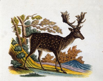 Reprezentacja renifera. Grawerowanie z XVIII wieku autorstwa Unknown artist