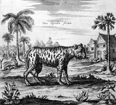 Przedstawienie tygrysa, grawer „”De China Monumenta”” autorstwa Athanasius Kircher autorstwa Unknown artist