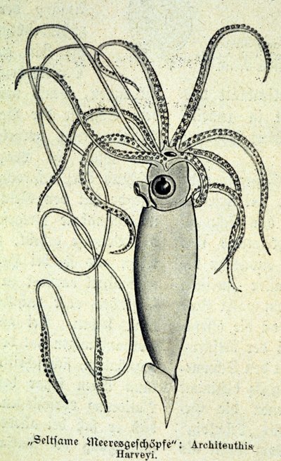 Reprezentacja Architeuthisa Harveyi, kałamarnicy olbrzymiej. autorstwa Unknown artist
