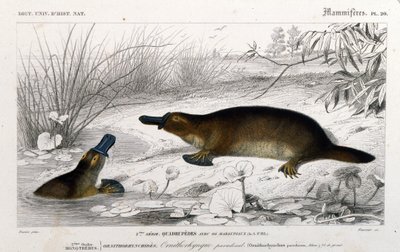 Reprezentacja Ornithoryncha (Ornithorhynchus paradoxus, Blum.). grawerunek z „Uniwersalnego słownika historii naturalnej” C. D
