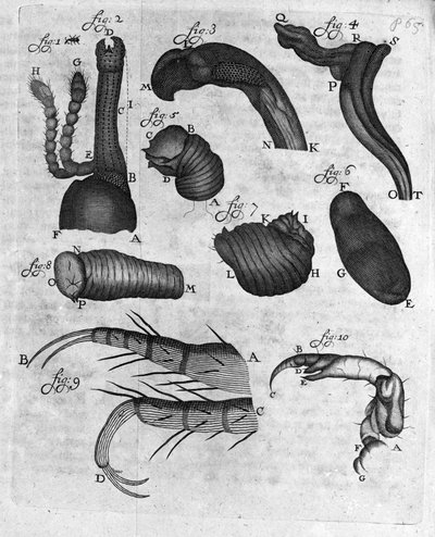 Reprezentacja charancons (curculiones lupi) Studium holenderskiego kupca i przyrodnika Antoine van Leeuwenhoek (lub Leeuvenhoek lub Leeuwenhoeck) (lub Antoni lub Anthonie) (1632-1723) Rycina z „Invetigatio Arcanorum” 1722. autorstwa Unknown artist