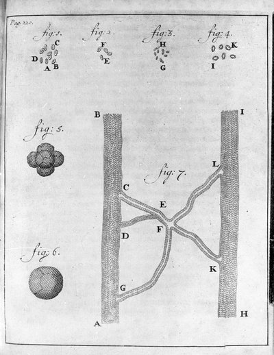 Reprezentacja krwinek (czerwonych krwinek) łososia i turbota Badanie holenderskiego kupca i przyrodnika Antoine van Leeuwenhoek (lub Leeuvenhoek lub Leeuwenhoeck) (lub Antoni lub Anthonie) (1632-1723) Rycina z „Epistolae ad Societatem Regiam Angliam” 17 autorstwa Unknown artist
