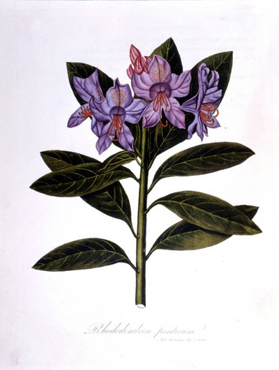 Rododendron (Mosty rododendronów). autorstwa Unknown artist