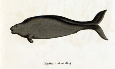 Rhytina Stelleri zwana także krową morską Steller, okaz zaginął w XVIII wieku. autorstwa Unknown artist