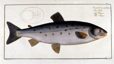 Łosoś (Salmo salar) Marc Elieser Bloch Ichtyologie Paryż - Berlin - Londyn 1787. autorstwa Unknown artist
