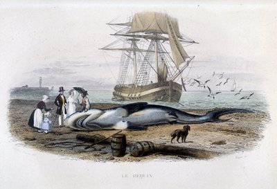 Połów rekinów - w „Historii naturalnej Lacepède”” autorstwa Unknown artist