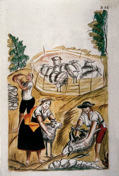 Strzyżenie owiec, z książki „Trujillo of Peru” lub „Codex Martinez Companion”, autorstwa Baltazara Martineza Companion i Bujanda, biskupa Trujillo (1782-1785) autorstwa Unknown artist
