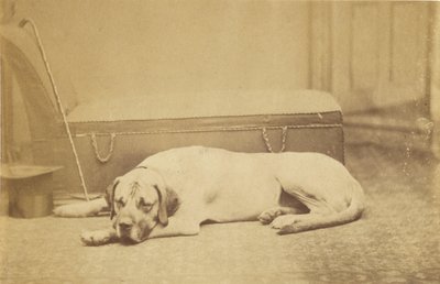 [Sleeping Dog] autorstwa Unknown artist