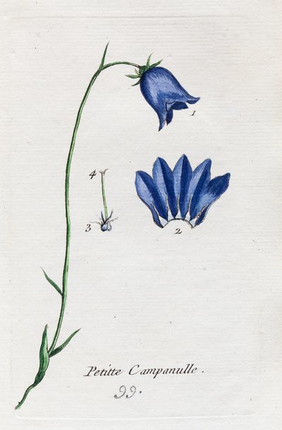 Mały dzwonek autorstwa Unknown artist