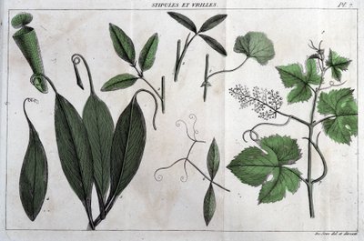 Listki i wąsy: w „Flora Françoise”, czyli krótki opis wszystkich roślin, które rosną naturalnie we Francji, ułożone według nowej metody analizy, do której przytoczono ich najmniej dwuznaczne cnoty w medycynie i ich przydatność w autorstwa Unknown artist
