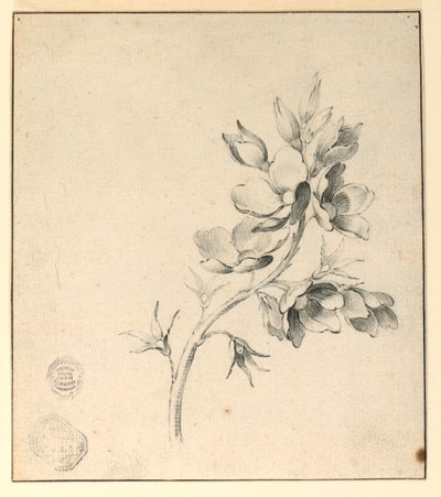 Studium gałązki dzikich róż autorstwa Unknown artist