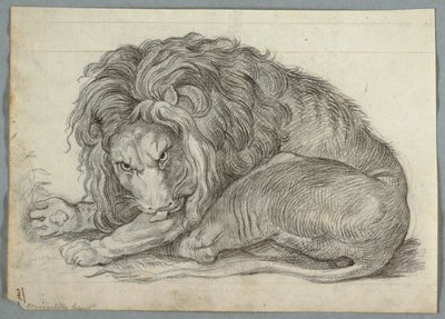 Studium lwa autorstwa Unknown artist