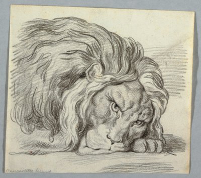 Studium lwa autorstwa Unknown artist