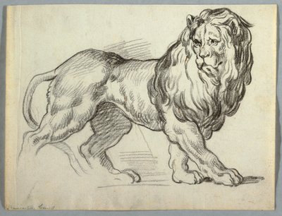 Studium lwa autorstwa Unknown artist