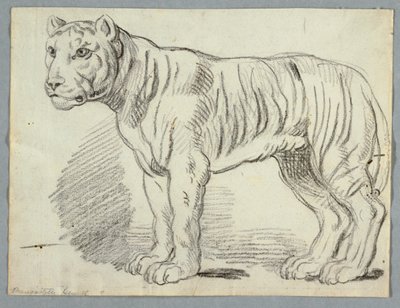 Studium tygrysa autorstwa Unknown artist